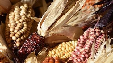 Festive Corn, Ganen Ji Kualie Thanksgiving